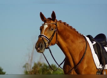 Trakehner, Hongre, 4 Ans, 171 cm, Alezan