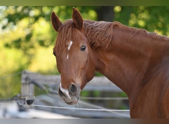 Trakehner, Hongre, 4 Ans, 171 cm, Alezan