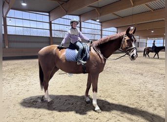 Trakehner, Hongre, 4 Ans, 172 cm, Alezan brûlé