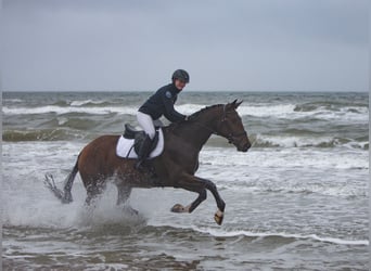 Trakehner, Hongre, 4 Ans, 172 cm, Bai