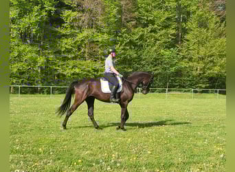 Trakehner, Hongre, 4 Ans, 174 cm, Bai brun