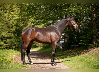 Trakehner, Hongre, 4 Ans, 175 cm, Bai brun