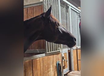 Trakehner, Hongre, 4 Ans, 175 cm, Noir