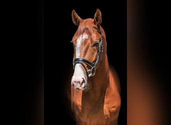 Trakehner, Hongre, 4 Ans, 186 cm, Alezan cuivré