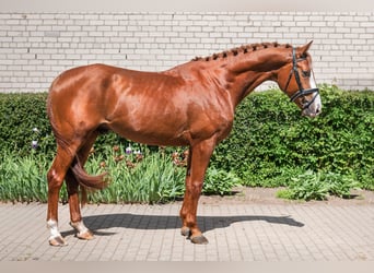 Trakehner, Hongre, 4 Ans, 186 cm, Alezan cuivré