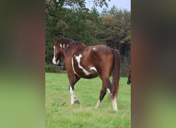 Trakehner, Hongre, 5 Ans, 163 cm, Overo-toutes couleurs