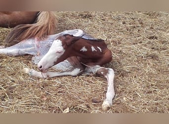 Trakehner, Hongre, 5 Ans, 163 cm, Overo-toutes couleurs