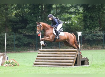 Trakehner, Hongre, 5 Ans, 164 cm, Alezan
