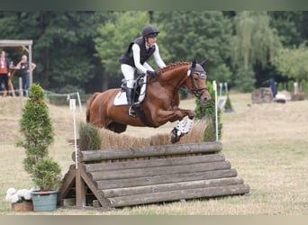 Trakehner, Hongre, 5 Ans, 164 cm, Alezan
