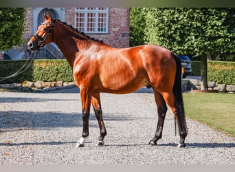 Trakehner, Hongre, 5 Ans, 164 cm, Bai