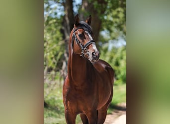 Trakehner, Hongre, 5 Ans, 165 cm, Bai cerise