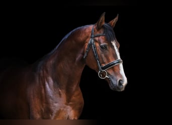 Trakehner, Hongre, 5 Ans, 165 cm, Bai cerise