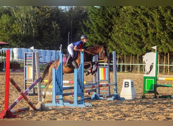 Trakehner, Hongre, 5 Ans, 165 cm, Bai cerise