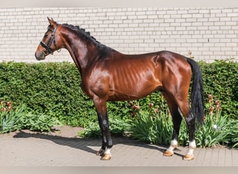 Trakehner, Hongre, 5 Ans, 165 cm, Bai cerise