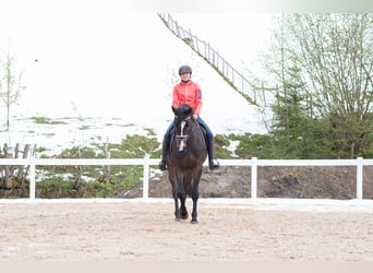 Trakehner, Hongre, 5 Ans, 165 cm