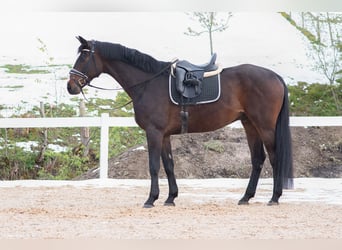 Trakehner, Hongre, 5 Ans, 165 cm