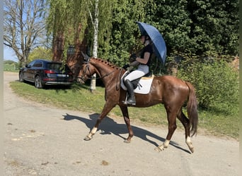 Trakehner, Hongre, 5 Ans, 166 cm, Alezan brûlé