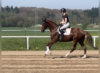 Trakehner, Hongre, 5 Ans, 166 cm, Alezan brûlé