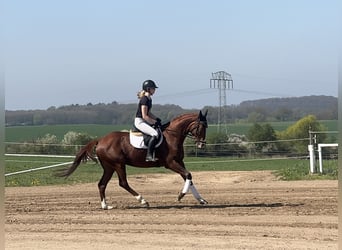 Trakehner, Hongre, 5 Ans, 166 cm, Alezan brûlé