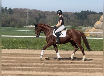 Trakehner, Hongre, 5 Ans, 166 cm, Alezan brûlé