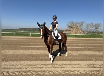 Trakehner, Hongre, 5 Ans, 166 cm, Alezan brûlé