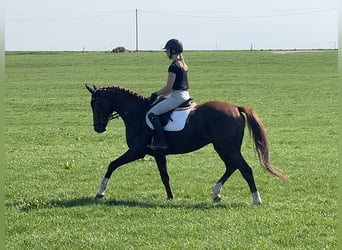 Trakehner, Hongre, 5 Ans, 166 cm, Alezan brûlé