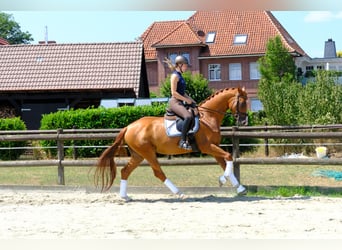 Trakehner, Hongre, 5 Ans, 166 cm, Alezan