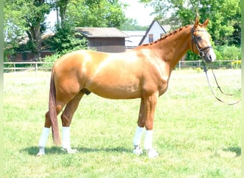 Trakehner, Hongre, 5 Ans, 166 cm, Alezan