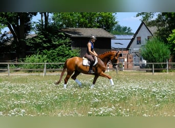 Trakehner, Hongre, 5 Ans, 166 cm, Alezan