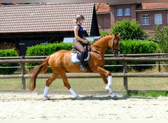 Trakehner, Hongre, 5 Ans, 166 cm, Alezan