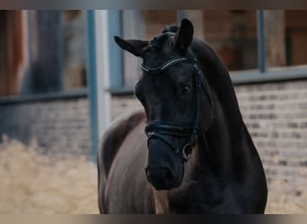 Trakehner, Hongre, 5 Ans, 166 cm, Noir