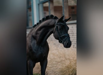 Trakehner, Hongre, 5 Ans, 166 cm, Noir