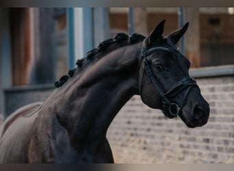 Trakehner, Hongre, 5 Ans, 166 cm, Noir