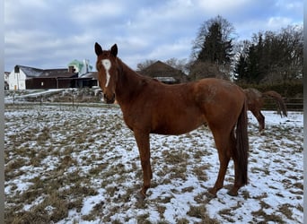 Trakehner, Hongre, 5 Ans, 167 cm, Alezan