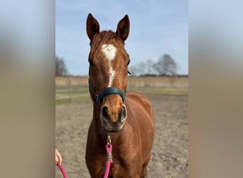 Trakehner, Hongre, 5 Ans, 167 cm, Alezan