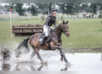 Trakehner, Hongre, 5 Ans, 167 cm, Bai brun