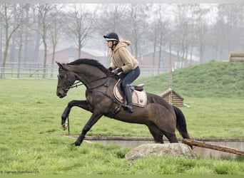 Trakehner, Hongre, 5 Ans, 167 cm, Bai brun