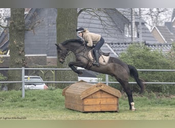 Trakehner, Hongre, 5 Ans, 167 cm, Bai brun