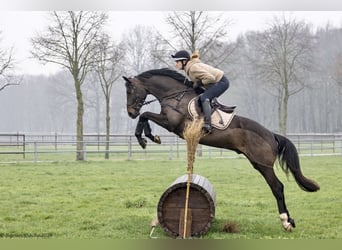 Trakehner, Hongre, 5 Ans, 167 cm, Bai brun