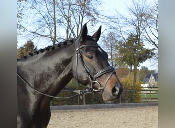 Trakehner, Hongre, 5 Ans, 167 cm, Bai brun