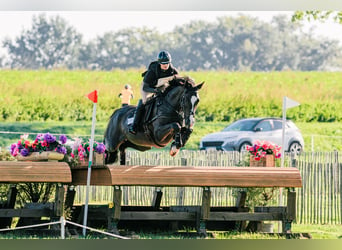 Trakehner, Hongre, 5 Ans, 167 cm, Bai brun