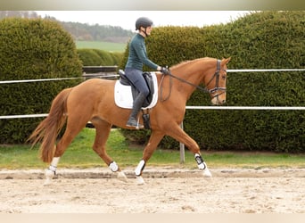 Trakehner, Hongre, 5 Ans, 168 cm, Alezan