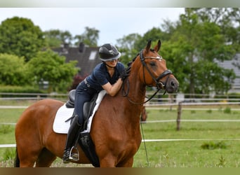 Trakehner, Hongre, 5 Ans, 168 cm, Bai