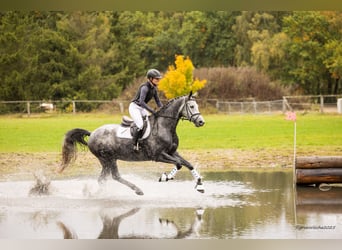 Trakehner, Hongre, 5 Ans, 168 cm, Gris