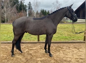 Trakehner, Hongre, 5 Ans, 168 cm, Noir