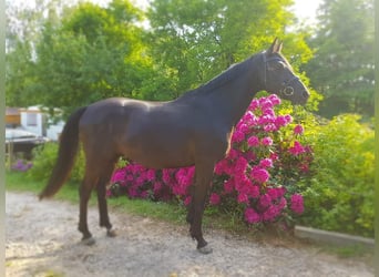 Trakehner, Hongre, 5 Ans, 168 cm, Noir