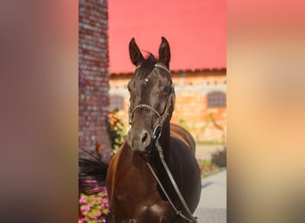 Trakehner, Hongre, 5 Ans, 168 cm, Noir