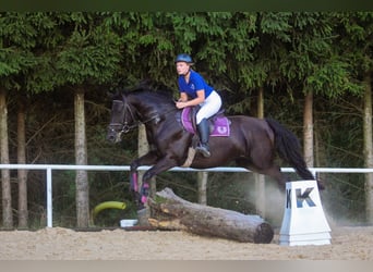 Trakehner, Hongre, 5 Ans, 168 cm, Noir