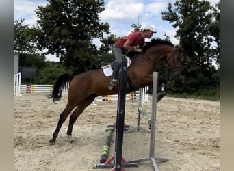 Trakehner, Hongre, 5 Ans, 169 cm, Bai