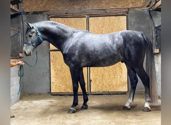 Trakehner, Hongre, 5 Ans, 169 cm, Gris pommelé